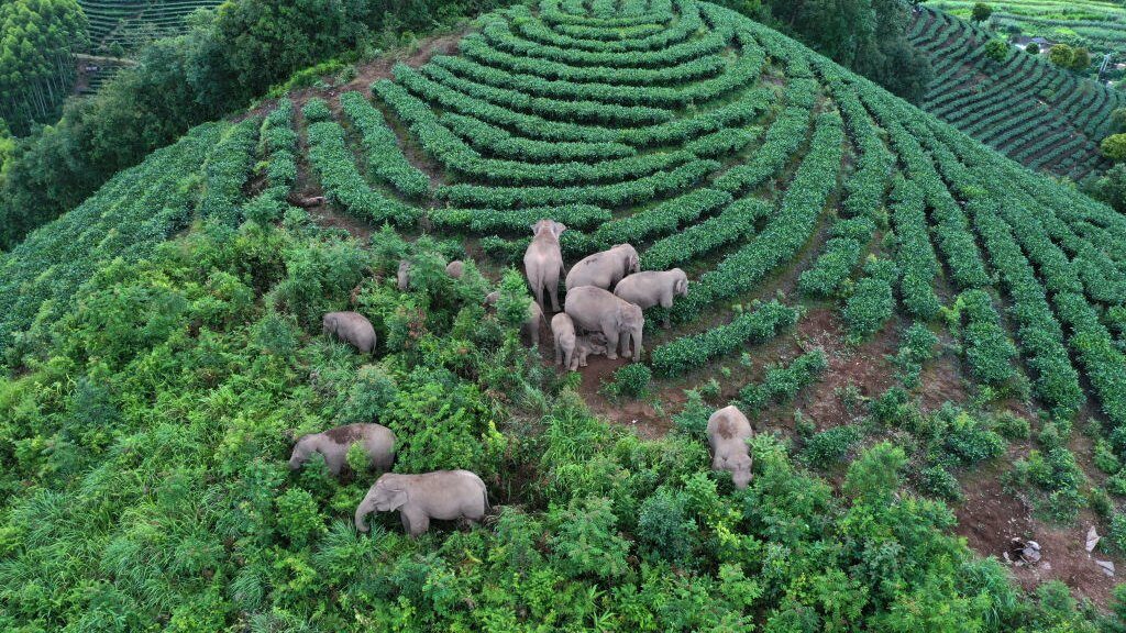 มหากาพย์การผจญภัยจากใต้สู่เหนือของช้างพเนจรในจีน