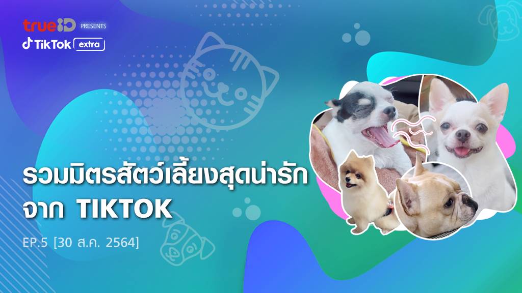 TrueID presents TikTok Extra : Pets Ep6 แก๊งค์จิ๋วตัวเเสบ