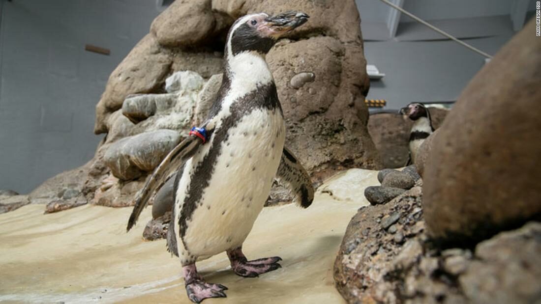 ลาโลกแล้ว "โมชิกา" แห่งสวนสัตว์สหรัฐ เพนกวินฮัมโบลต์อายุมากที่สุดในโลก
