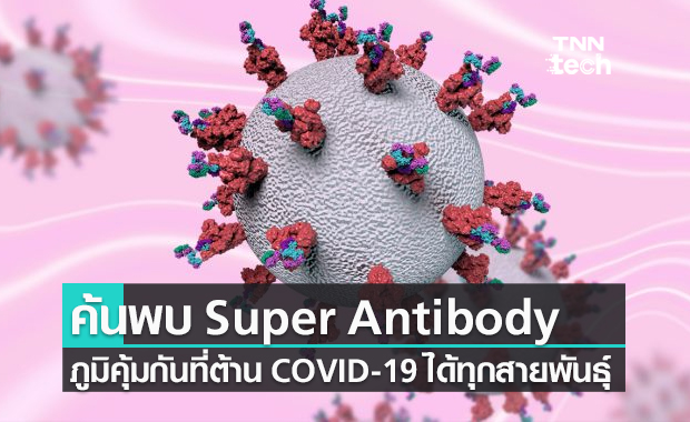 Super Antibody ภูมิคุ้มกันยอดมนุษย์ ต้าน COVID-19 ได้ทุกสายพันธุ์