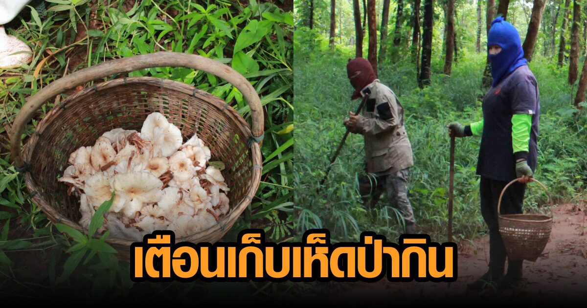 ชาวบ้านกาฬสินธุ์แห่เก็บเห็ดป่า หมอเตือนระวังเปิบเห็ดพิษ เสี่ยงถึงตาย