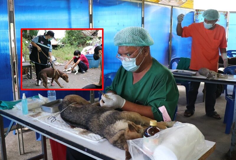 อ่างทอง ทำหมัน-ฉีดวัคซีน หมาแมวฟรี วันป้องกันโรคพิษสุนัขบ้าโลก