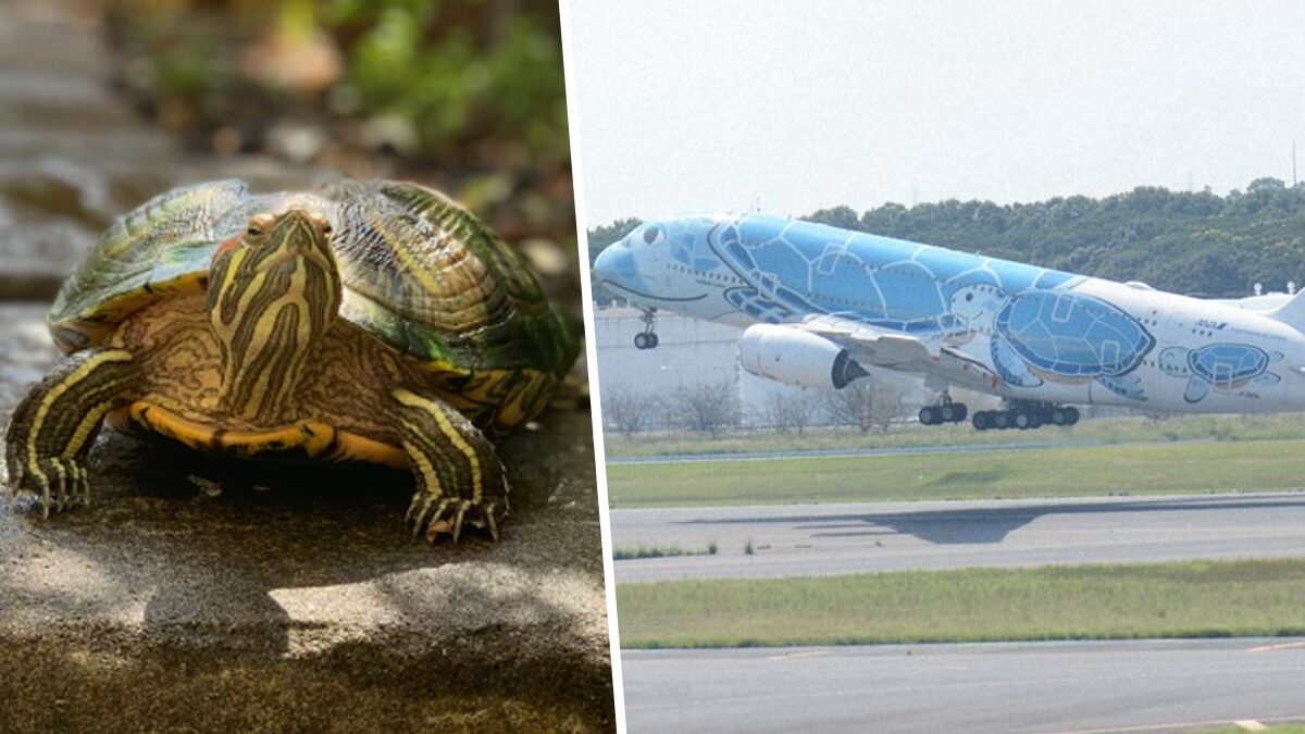 ญี่ปุ่นงง พบ 'เต่า' บนรันเวย์ในสนามบิน ทำเที่ยวบินดีเลย์-ต้องหยุดบินชั่วคราว