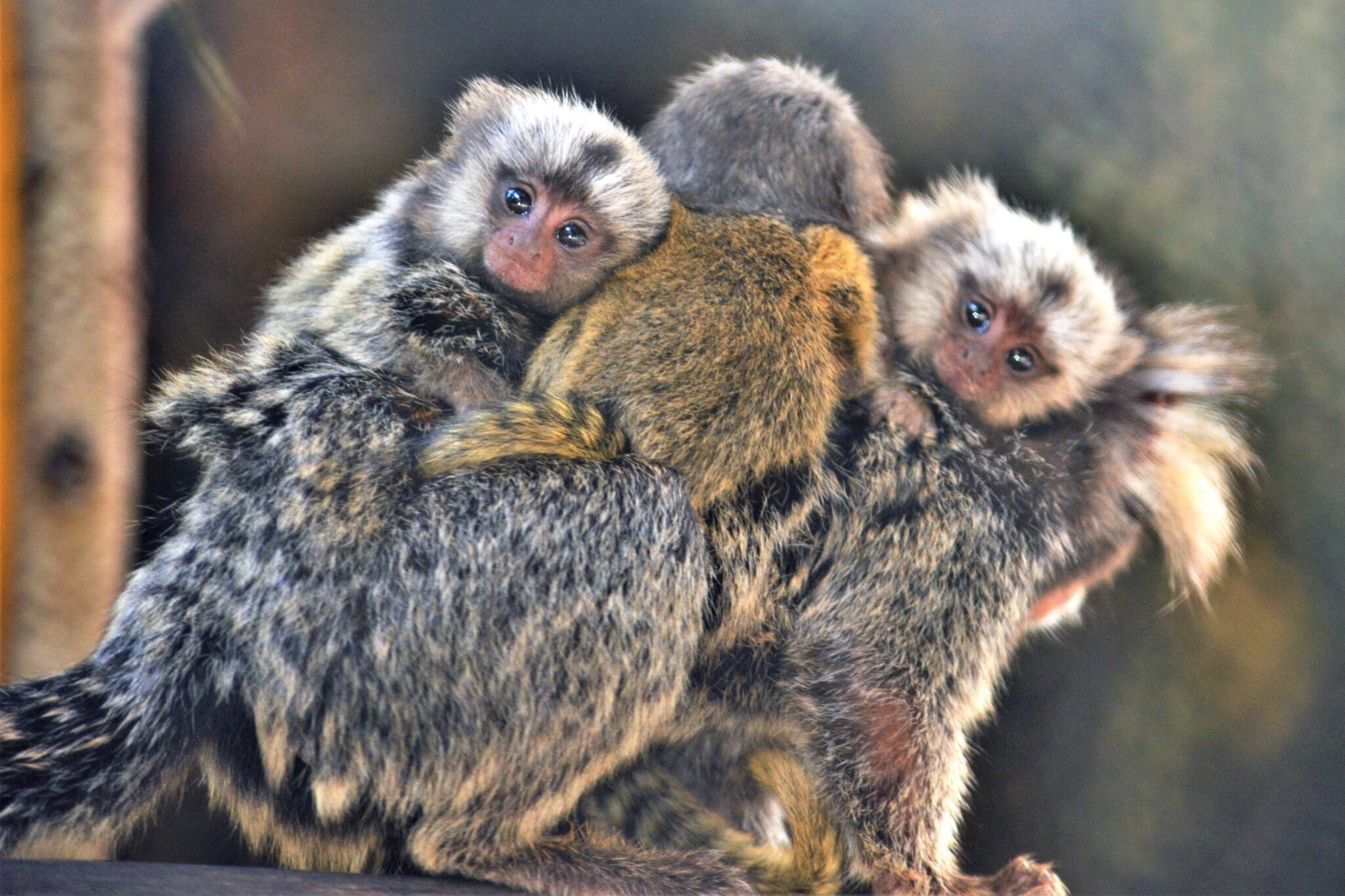 ฮือฮา! ลิงจิ๋ว “คอมมอนมาโมเซท” ออกลูกแฝด 3 สมาชิกใหม่ สวนสัตว์เปิดเขาเขียว