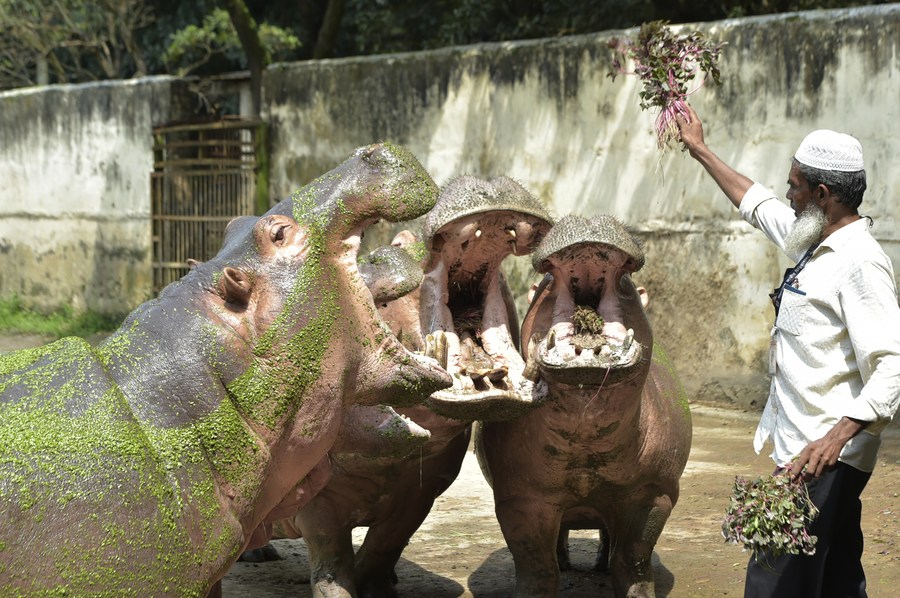 ส่องหลากชีวิตหลายพันธุ์ในสวนสัตว์บังกลาเทศ