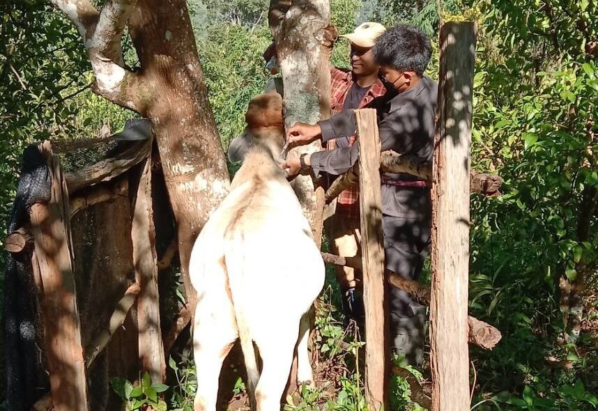 แม่ฮ่องสอน ปศุสัตว์เร่งฉีดยาป้องกัน ลัมปี สกิน โค-กระบือ ชาวบ้าน ป้องกันการระบาด