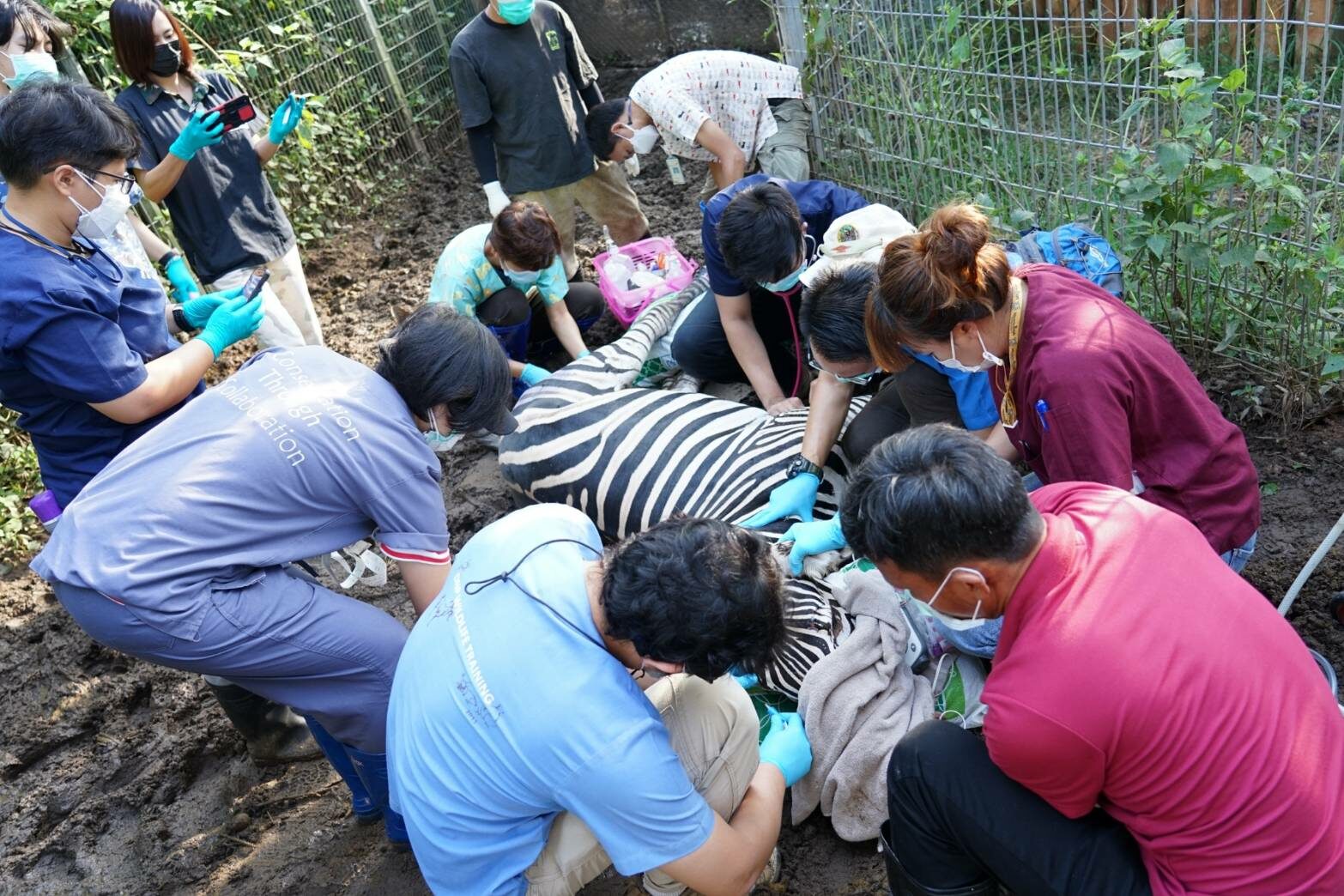กรมปศุสัตว์ เร่งเก็บตัวอย่างเลือดม้าลาย ตรวจเชื้อ AHS โรคอุบัติใหม่ในไทย