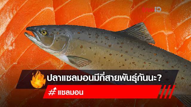 ปลาแซลมอน มีกี่สายพันธุ์? "ปลาแซลมอน" สายพันธุ์ไหนที่กินได้! ปลาแซลมอน มีกี่สายพันธุ์? "ปลาแซลมอน" สายพันธุ์ไหนที่กินได้!