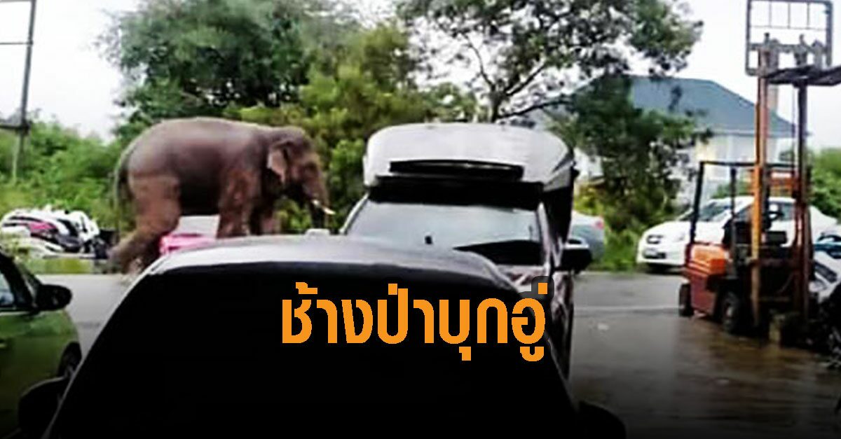 เจ้าแคระ ช้างป่าเขาใหญ่ บุกอู่ซ่อมรถในหมู่บ้านวังประดู่ ชาวบ้านหนีกระเจิง