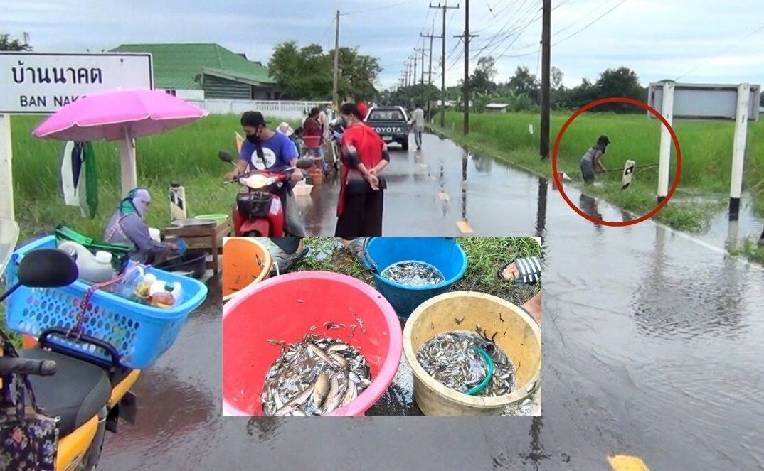 ลำปาง น้ำท่วมทุ่ง ชาวบ้านนาคตพลิกวิกฤต จับปลาขายวันหยุด