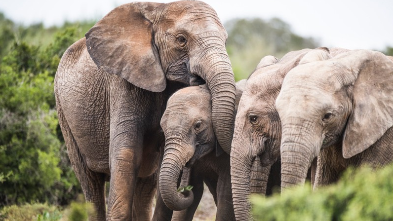 ช้างแอฟริการุ่นใหม่วิวัฒนาการให้งาหายไป เพื่อเอาชีวิตรอดจากพรานล่าสัตว์