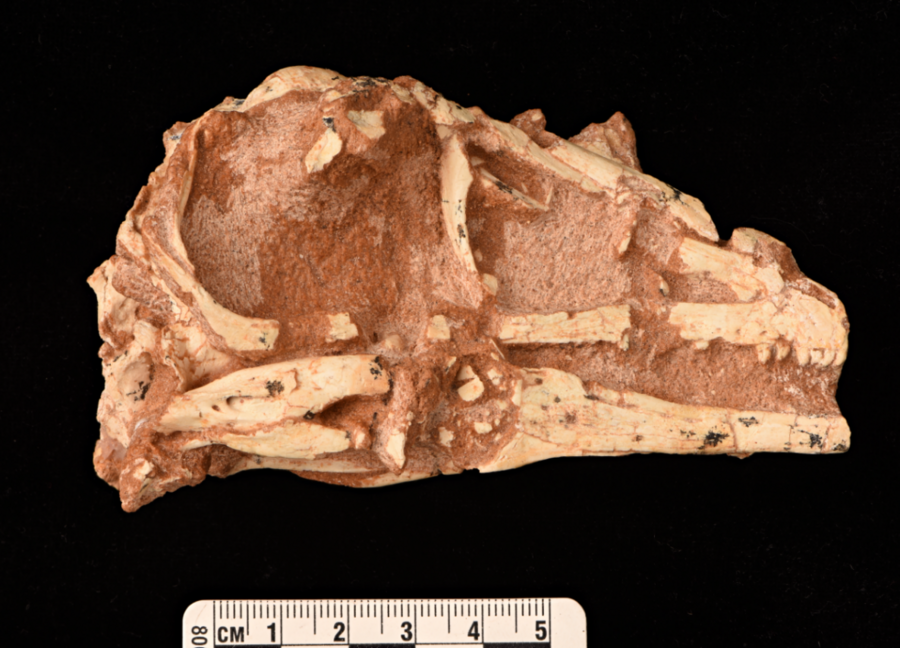 จีนพบ 'ไดโนเสาร์พันธุ์ใหม่' มีกระดูกสันหลังรูป 'ผีเสื้อ'