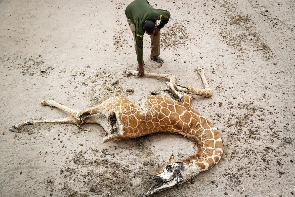 ถ้าพวกมันตาย พวกเราก็ตาย แอฟริกาแล้งขาดน้ำ สัตว์ล้มตายเกลื่อน