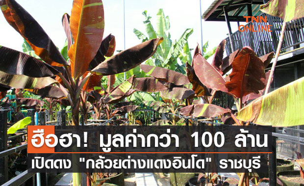 ฮือฮา! เปิดดง "กล้วยด่างแดงอินโด" มูลค่า 100 ล้าน ที่ราชบุรี