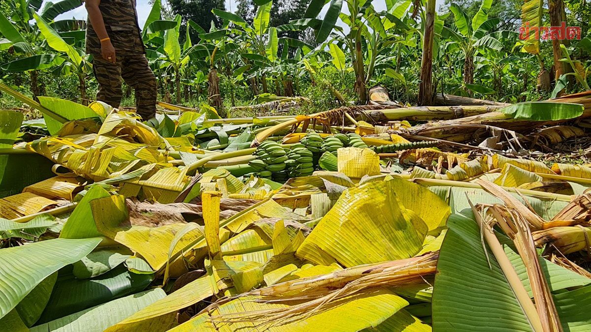 กำลังจะตัดขาย ชาวสวนสุดช้ำ ช้างป่าบุกทำลายต้นกล้วย เสียหายหนัก