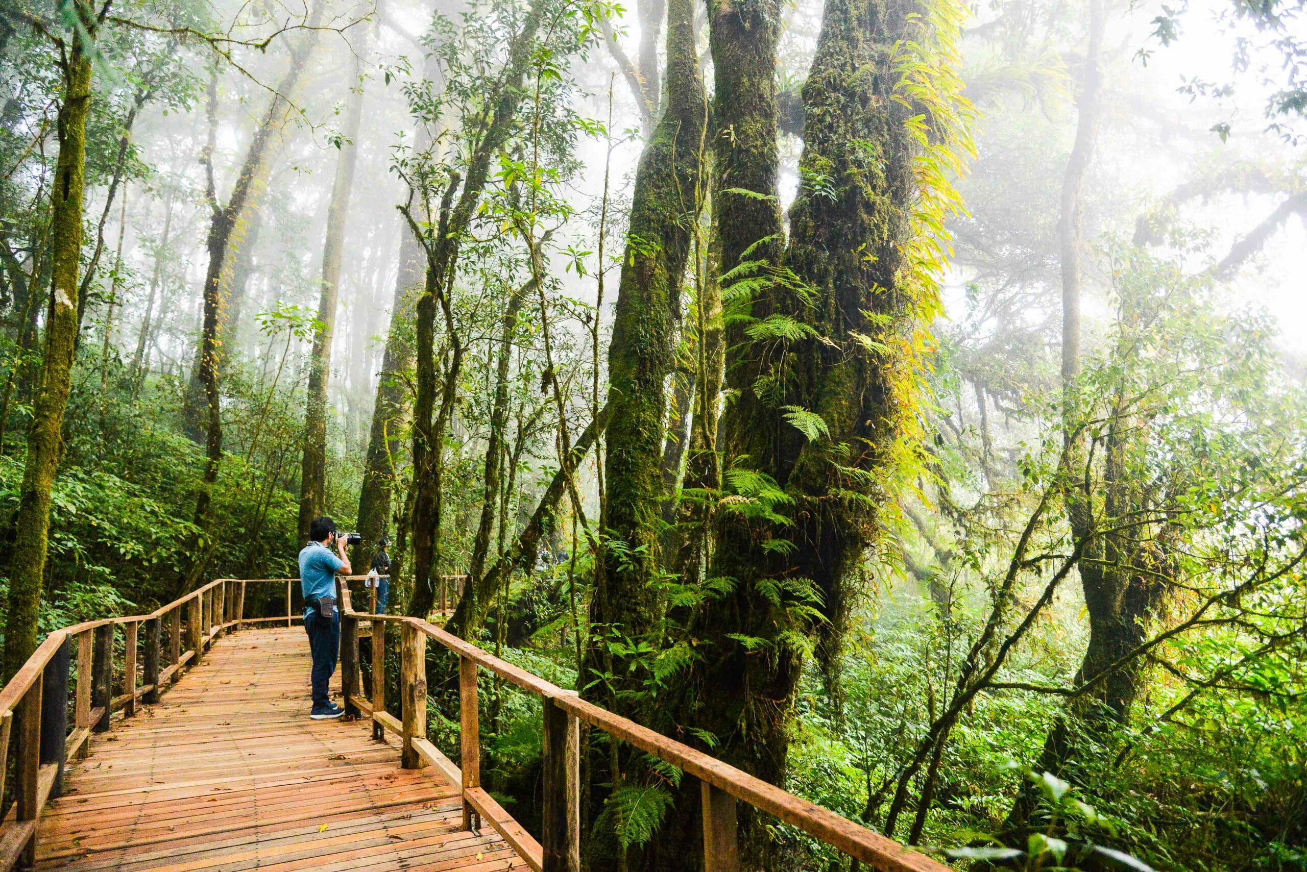 เอ็กโก กรุ๊ป ส่งมอบ 'เส้นทางศึกษาธรรมชาติอ่างกา' ป่าพรุภูเขาสูงที่สุดของไทย