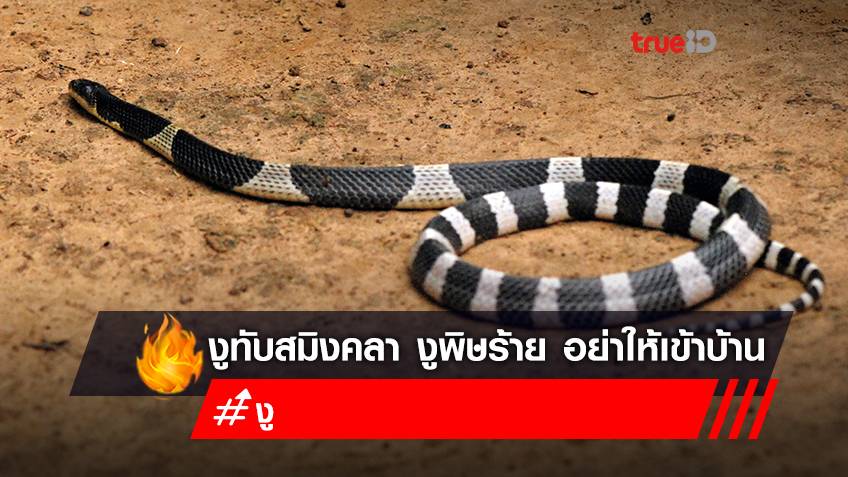 รู้จัก "งูทับสมิงคลา" งูพิษ! ลายดำสลับขาว โดนกัดอันตราย ทำให้กล้ามเนื้ออ่อนแรง อย่าให้เข้าบ้าน!