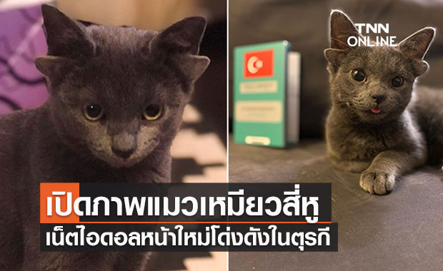 เปิดภาพแมวสี่หู “เจ้าไมดาส” ในตุรกี กลายเป็นขวัญใจในโลกออนไลน์