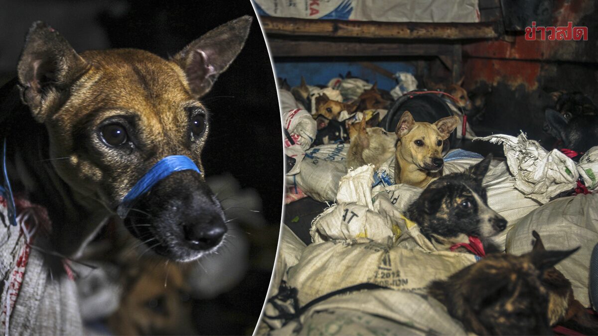 ตำรวจอินโดนีเซีย “จับแก๊งค้าเนื้อสุนัข” ช่วยตูบหวิดถูกเชือด 53 ตัว! (คลิป)