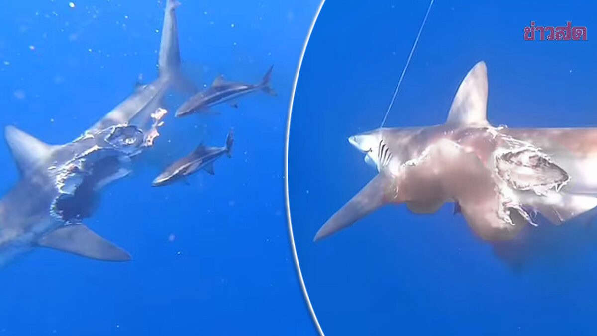 เผยคลิป “ฉลามกินฉลาม” ถูกกัดแหว่งครึ่งตัวยังว่ายต่อ-สลดสุดท้ายไม่รอด (คลิป)