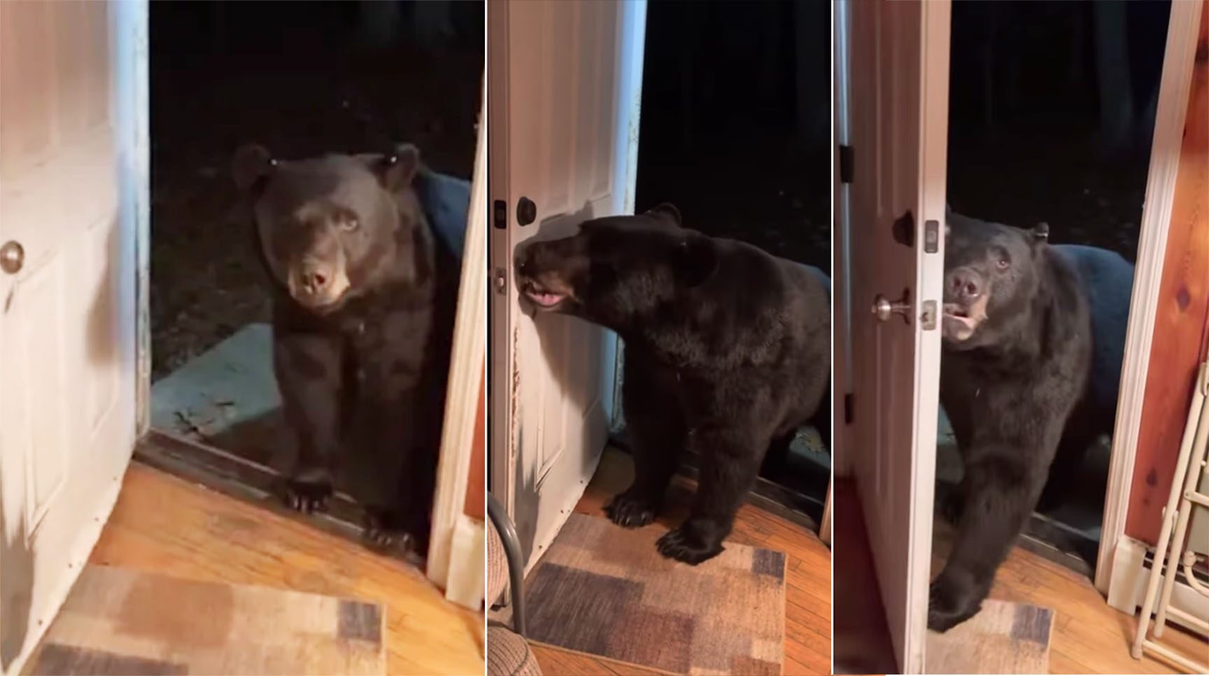 ปิดประตูด้วยค่ะคุณหมี ... คลิปไวรัลชวนทึ่ง พฤติกรรมสัตว์ฉลาด