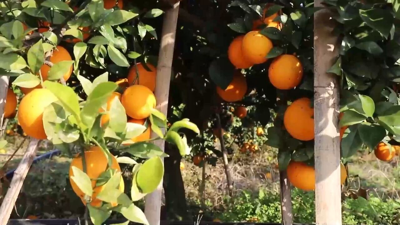 'ส้มสะดือ' โกยเงินให้เกษตรกรจีนหลายแสนหยวนต่อปี