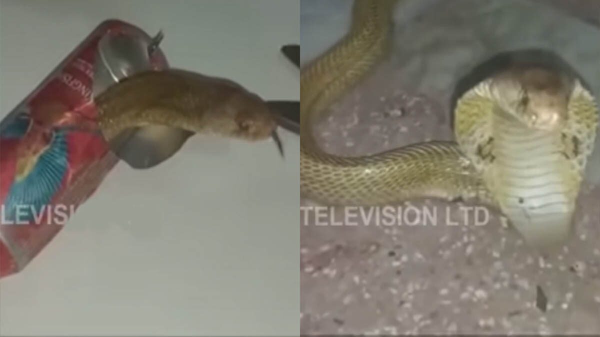 นาทีระทึก! กู้ภัยอินเดียเผยคลิป ช่วย'งูเห่า'หัวติดกระป๋อง ตัวยาวเกือบ 2 เมตร