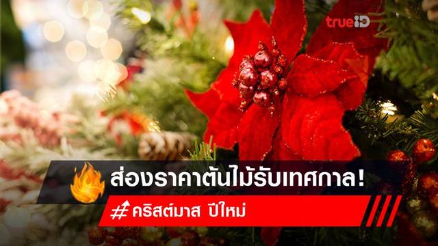 เทรนด์ธุรกิจต้นไม้แรง รับเทศกาลคริสต์มาส วันปีใหม่ 2565 ช้อปออนไลน์ทั้งที อย่าลืมเช็คราคา เทรนด์ธุรกิจต้นไม้แรง รับเทศกาลคริสต์มาส วันปีใหม่ 2565 ช้อปออนไลน์ทั้งที อย่าลืมเช็คราคา