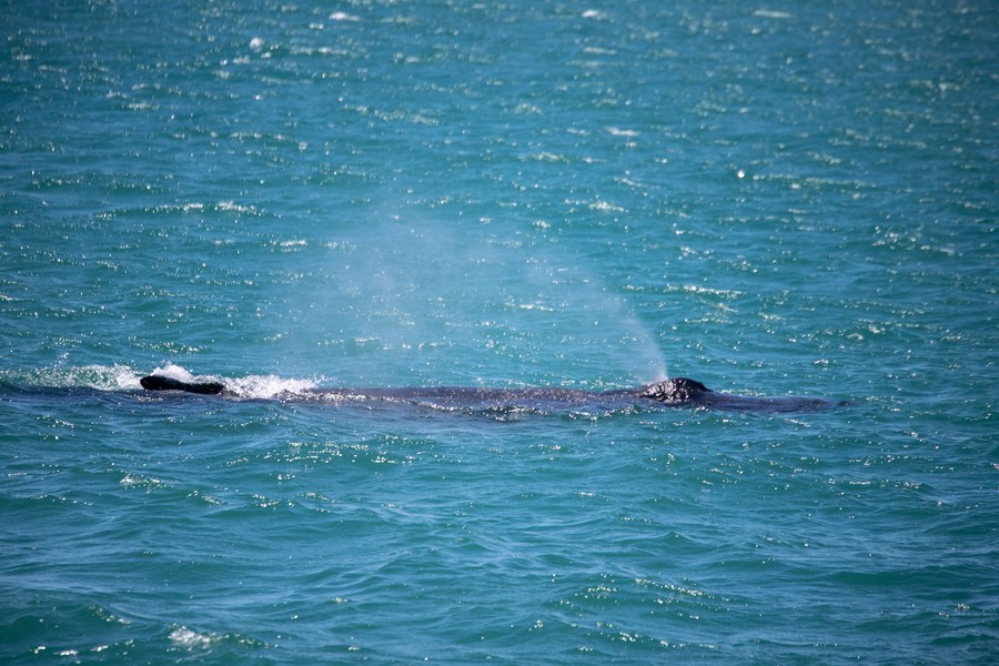 'วาฬสีดำ' โผล่อวดโฉมใกล้ผิวน้ำในแอฟริกาใต้