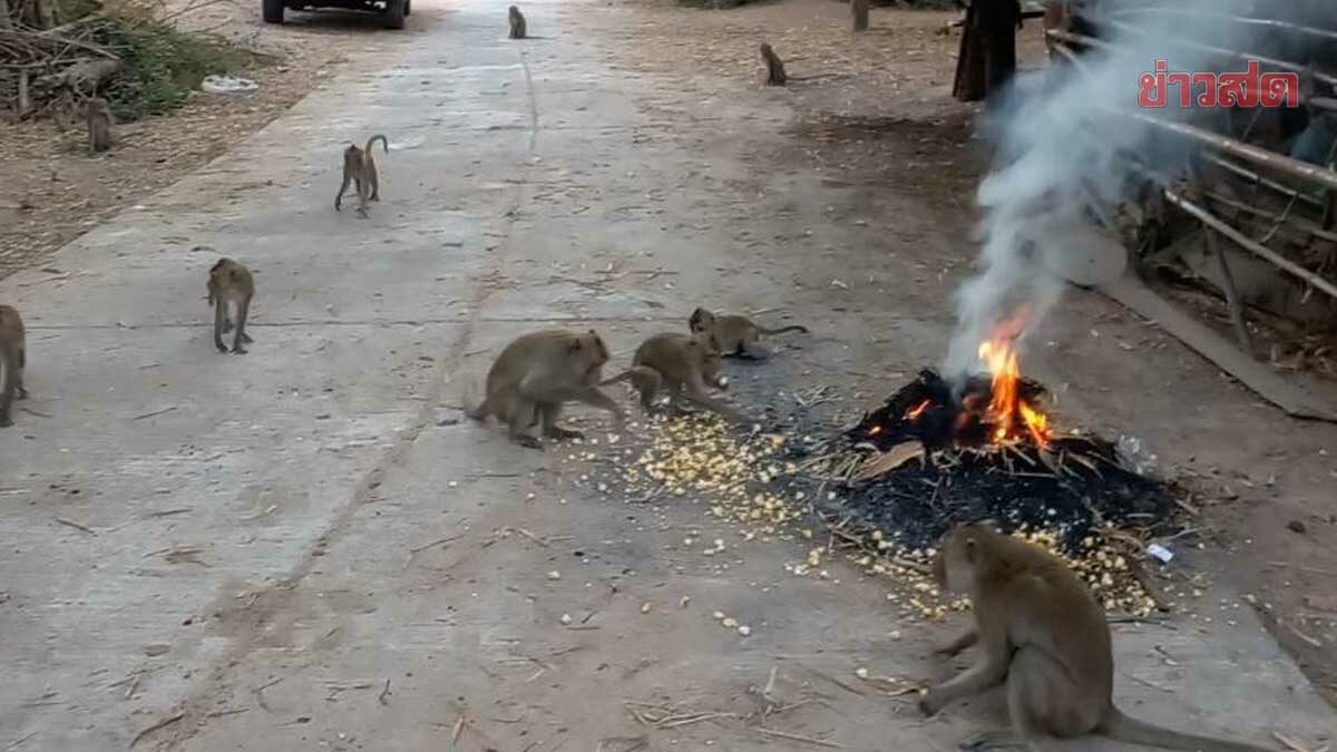 ลิงหนาว ชาวบ้านยโสธรจุดไฟให้ผิง ให้ร่างกายอบอุ่น วอนช่วยกว่าพันตัวขาดแคลนอาหาร