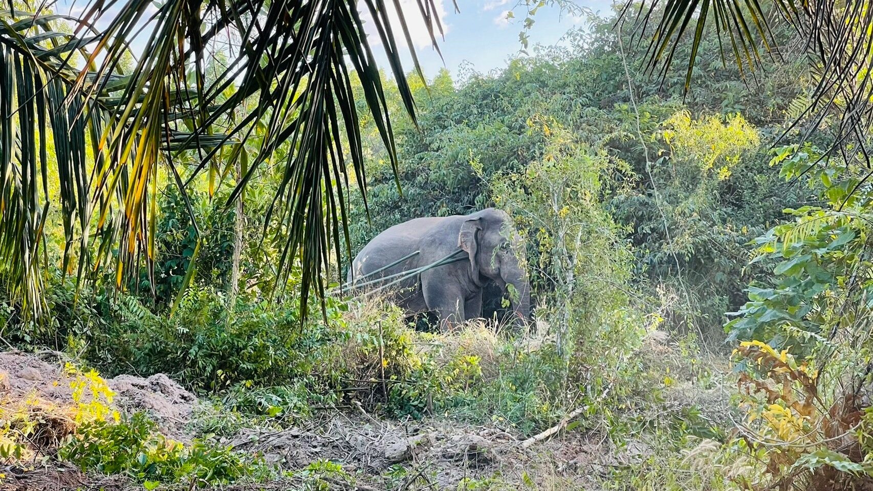 จับ "สีดอแก้ว" ช้างป่า อินดี้ เข้าโครงการจัดการช้างป่าออกนอกพื้นที่อนุรักษ์ แล้ว