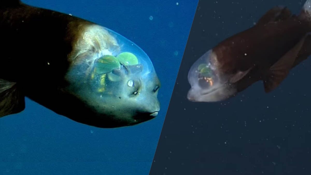 สุดตะลึง! นักวิจัยเผยภาพ ปลาประหลาดหายาก หัวโปร่งใส ตาสีเขียวเรืองแสง