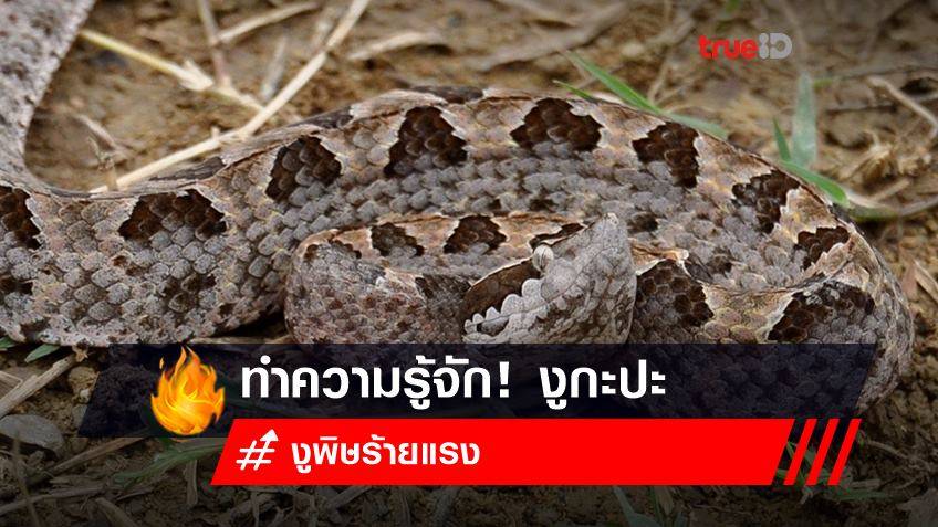 ทำความรู้จัก! งูกะปะ งูพิษร้ายแรงสุดอันตรายในไทยที่ต้องระวัง