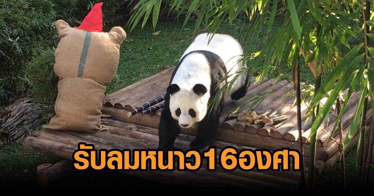 น่ารัก! สวนสัตว์เชียงใหม่ ปล่อย ‘หมีแพนด้าหลินฮุ่ย’ ออกสวนหลังบ้าน รับลมหนาว 16 องศา