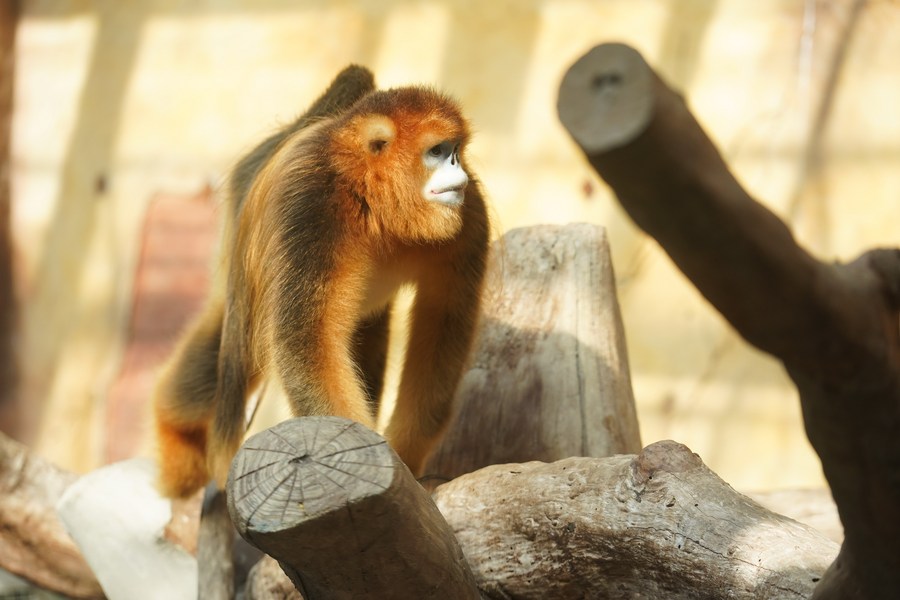 'ลิงจมูกเชิดสีทอง' อวดโฉมในสวนสัตว์ป่าหนานทง