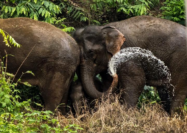 ช้างเอเชียป่า 39 ตัว ตบเท้า 'กินเลี้ยง' กลางสวนชาวบ้านยูนนาน