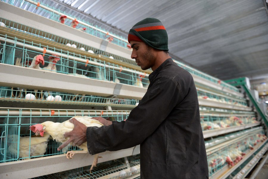 อัฟกานิสถานเปิด 'โรงงานอาหารไก่' เดินหน้าผลิตตลอด 24 ชม.