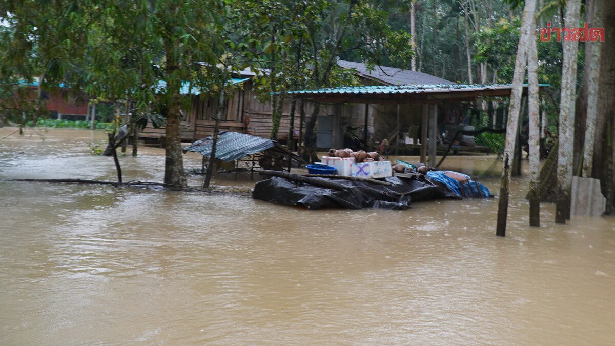พัทลุงอ่วม ฝนตกน้ำหลากท่วม 3 หมู่บ้าน เร่งอพยพชาวบ้าน ช่วยขนย้ายสัตว์ขึ้นที่สูง