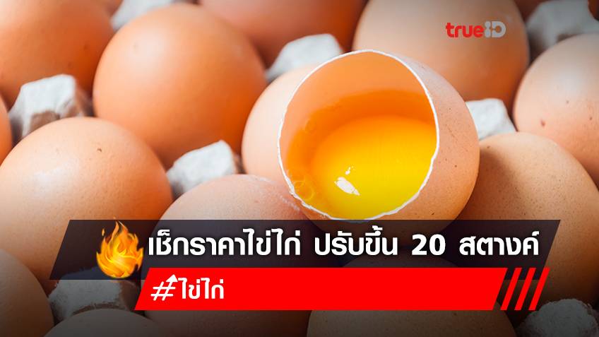 เช็กราคาไข่ไก่ วันนี้ ล่าสุด ปรับขึ้นราคาไข่ ฟองละ 3 บาท แผงละ 6 บาทแล้ว