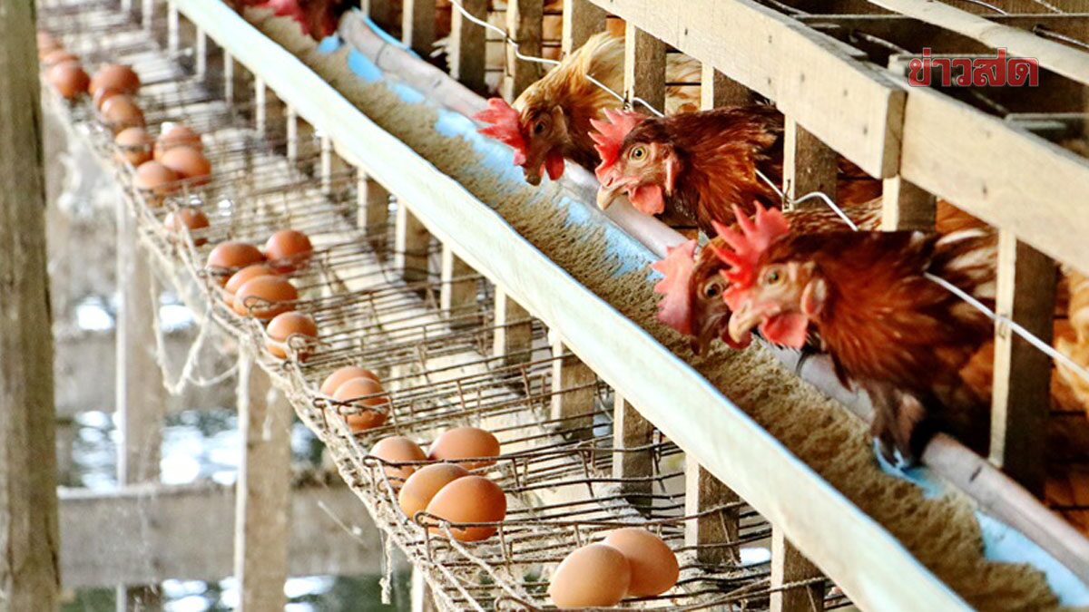เกษตรกร ชี้ขยับราคาไข่ไก่เหมาะสมแล้ว หลังขาดทุนมานาน-อาหารแพง จ่อเลิกเลี้ยง