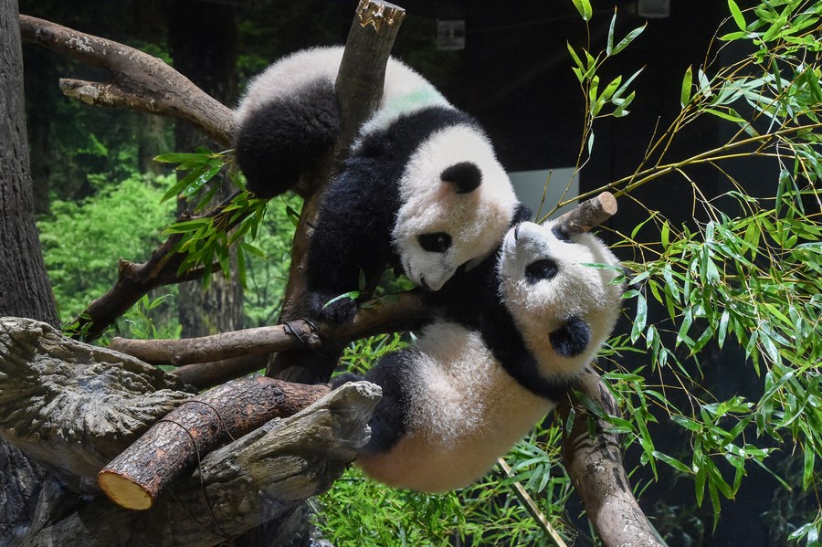 สวนสัตว์ญี่ปุ่นสุ่มผู้โชคดีเข้าชม 'ลูกแพนด้าแฝด' ครั้งแรก
