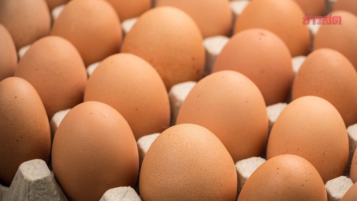 ข่าวดี! สมาคมผู้เลี้ยงไก่ไข่ จับมือ กรมการค้าภายใน ตรึงราคาไข่ไก่ เตือนกักตุน-ขายแพง โทษหนัก