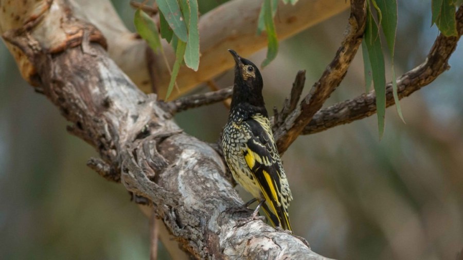 วิจัยชี้ 'นกเฉพาะถิ่นออสเตรเลีย' เสี่ยงสูญพันธุ์ภายใน 20 ปี