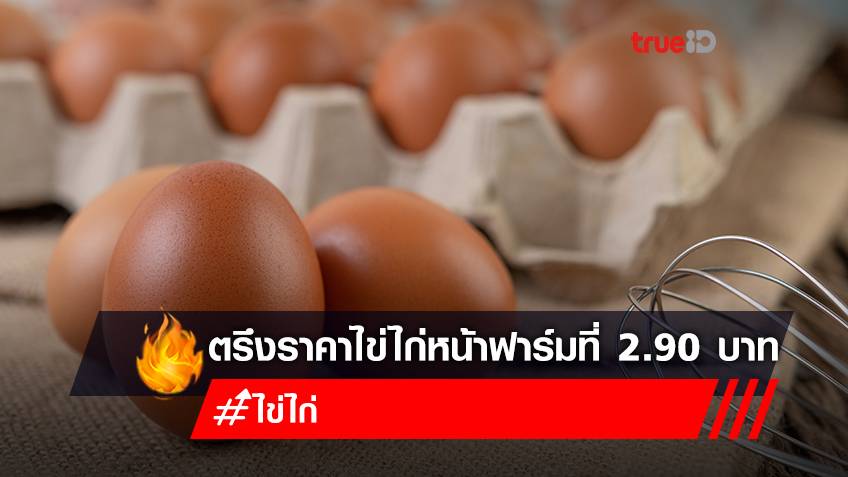 เช็กราคาไข่ไก่ วันนี้ ล่าสุด หลังตรึงราคาไข่ไก่ ราคาคละหน้าฟาร์มที่ 2.90 บาท