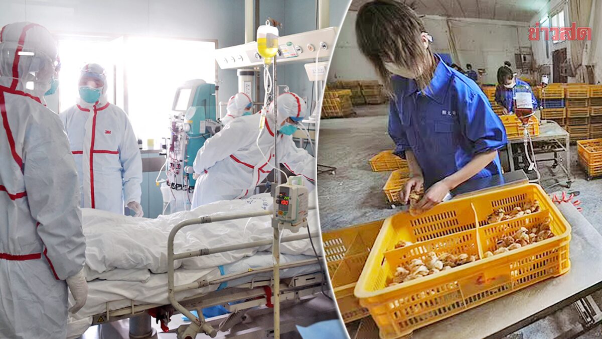 WHO จี้จีนคุม “ไข้หวัดนก” เดือนเดียวคร่าแล้ว 2 ศพ อาการสาหัสอีก 3 คน