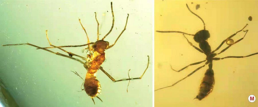 นักวิทย์จีนพบ 'แมลงเลียนแบบมด' เก่าแก่สุด ซุกอำพัน 100 ล้านปี
