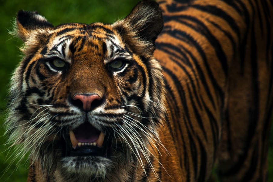 ส่อง 'เสือโคร่งสุมาตรา' สัตว์ใกล้สูญพันธุ์แห่งเกาะอินโดฯ