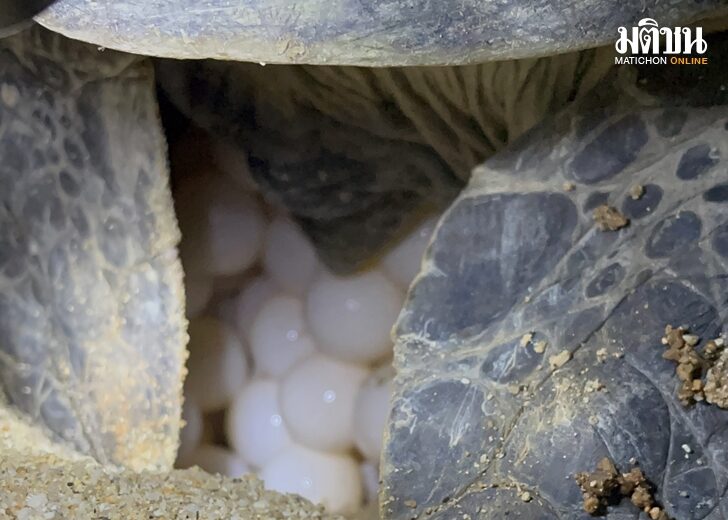พบเต่าตนุ ขึ้นวางไข่ 125 ฟอง ชายหาดอ่าวเสน ภูเก็ต