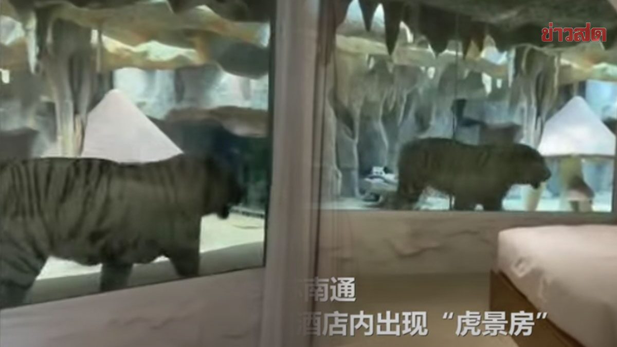 ดราม่าโรงแรมจีน จับเสือโคร่งมาใส่ในตู้กระจก  เปิดประสบการณ์นอนกับสัตว์