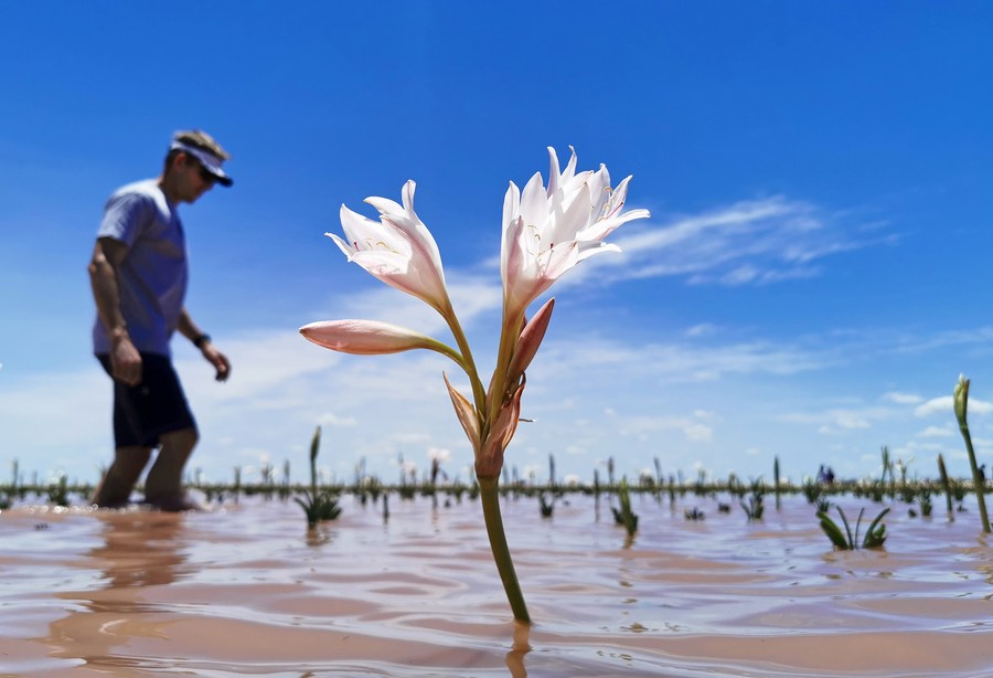นักท่องเที่ยวลุยน้ำเก็บ 'ดอกลิลลี่' ในนามิเบีย